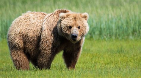 Pictures Of Grizzly Bears Clashing Pride