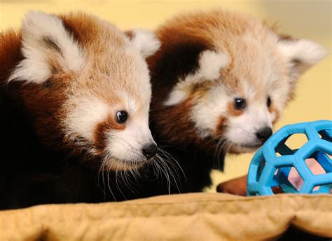 These Red Pandas Are Ready To Play Some Ball Picture