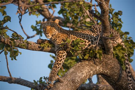 Leopard Resting In Tree Sean Crane Photography