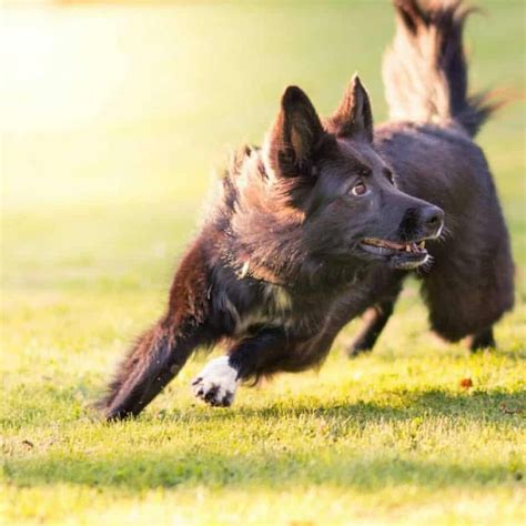 Check spelling or type a new query. 63+ Short Hair German Shepherd Border Collie Mix in 2020 ...