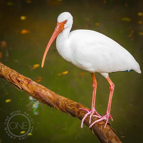 1moreartistcom Beautiful White Bird Commonly Seen In The Tropics