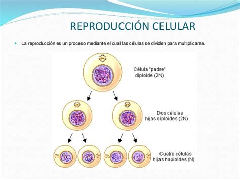 Reproducción Celular