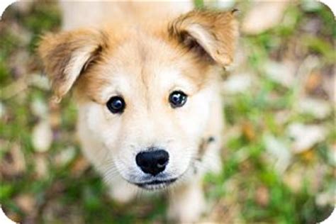 Australian and german shepherd mix puppy. Baxter | Adopted Puppy | Austin, TX | Australian Shepherd ...