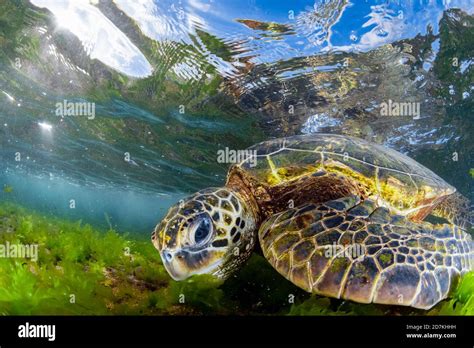 Green Sea Turtle Chelonia Mydas Feeding On Algae Endangered Species