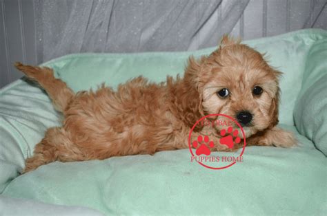 Cavoodle puppies for sale nsw: Cavapoo puppies - cavapoo puppies for adoption - Global ...