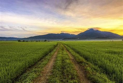 Padi sawah ialah sejenis padi yang ditanam di kawasan air bertakung yang disebut sawah padi. Sasaran 50 peratus sawah dalam kawasan MADA sertai program ...