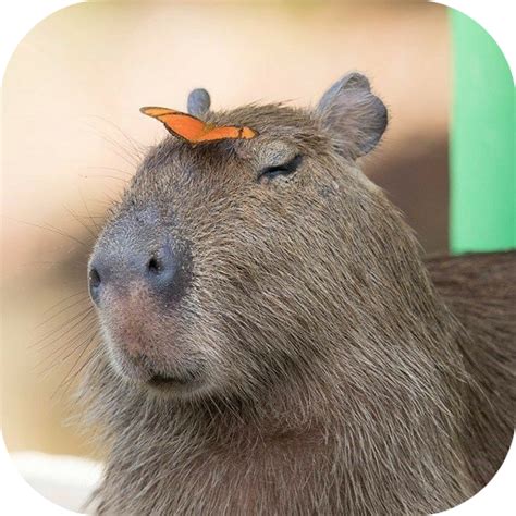 Latest Capybara Wallpaper Meme News And Guides
