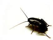 Palmetto bugs can live in a wide variety of environments, but they prefer warm, moist ones, which is why the bugs are so common in the southeastern united states. Palmetto bugs, water bugs, large roaches? In the house ...