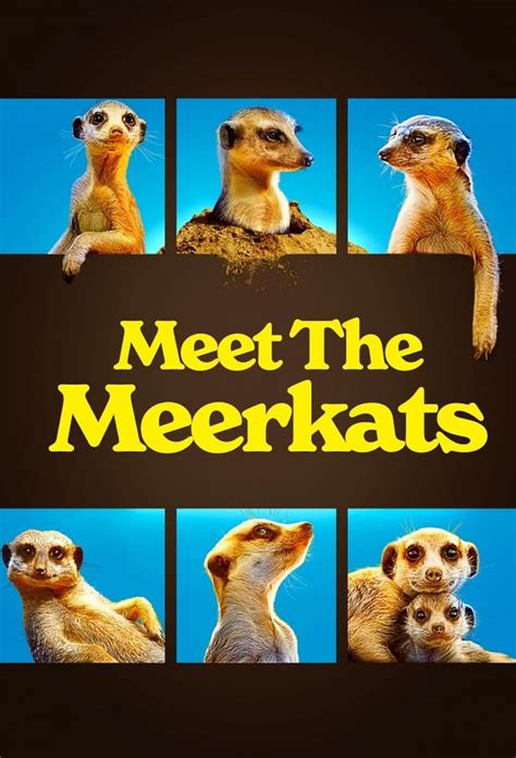 Meet The Meerkats Tv Series 2021 Imdb