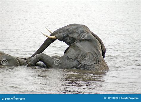Elephants Having Sex In The River Stock Image Image Of National Elephants 116911829