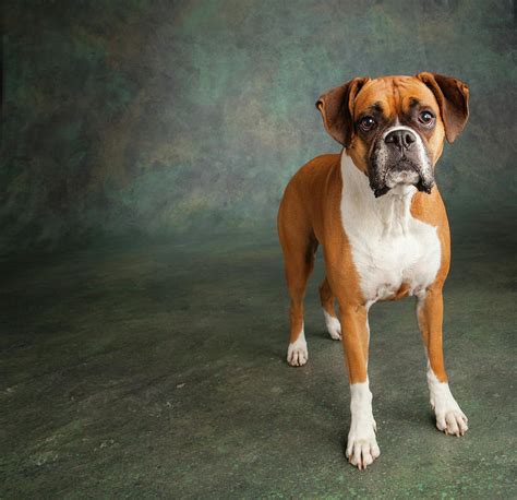 Portrait Of A Boxer Dog Photograph By Animal Images Fine Art America