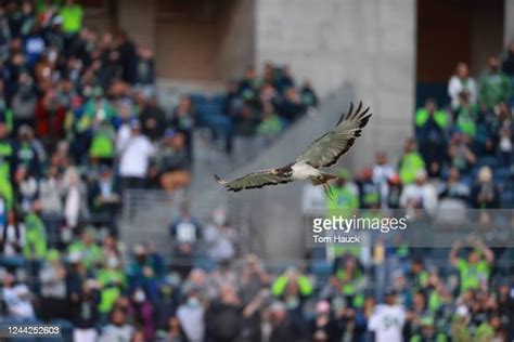 Taima The Hawk Photos And Premium High Res Pictures Getty Images