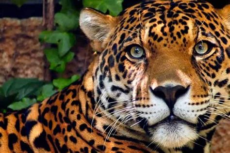 Animais Da Amazônia 15 Mais Famosos E Exóticos Da Floresta