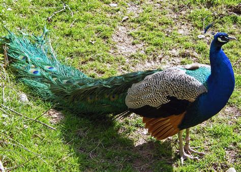Peacock National Bird Basic Facts And Information Beauty Of Bird