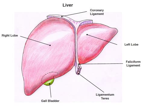 Liver Diagram Simple The Liver Structure Function And Disease