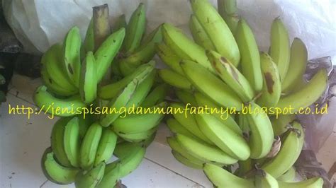Mol bonggol pisang lebih banyak mengandung unsur hara p atau pospat sehingga banyak digunakan sebagai penambah nutrisi tanaman padi. Jenis Pisang Hijau Atau Pisang Yang Warna Kulitnya Hijau ...