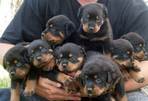 Home raised purebred rottweiler puppies for sale. Baby Rottweiler Puppies For Sale | PETSIDI