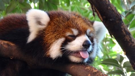 Intense Japanese Summer Red Panda At Ueno Zoo Ailurus Fulgens Oc