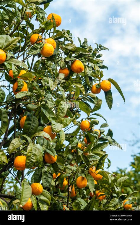 Orange Tree Tarocco Orange Tarocco Citrus Sinensis Tarocco