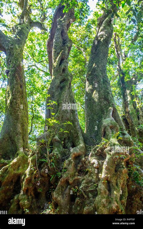 Antarctic Beech Trees Nothofagus Moorei In The Rainforest Of