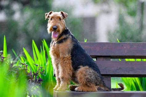 Airedale Terrier Info Pictures Care Guide Temperament And Traits