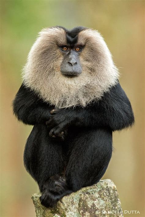 Diet Of A Lion Tailed Macaque Pictures Coachingposts