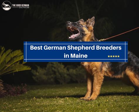 4 Best German Shepherd Breeders In Maine 2023 The Good German Shepherd