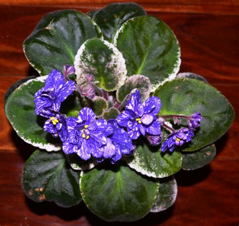 They reliably bloom several times a year when cared for properly. Funambule Standard African Violet Flower Plant | African ...