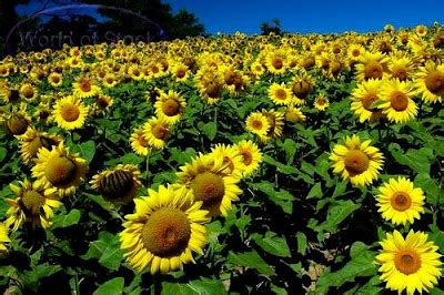 Bunga matahari adalah tanaman yang sangat indah dengan bagian tengah, yang disebut sebagai bunga tabung, bisa terdiri dari dua ribu kuntum bunga kecil.1 x teliti sumber banyak varietas umum. what is a sunflower