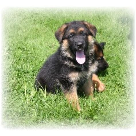 784 likes · 56 talking about this · 151 were here. Sukee Kennels, German Shepherd Dog Breeder in Warren, Maine