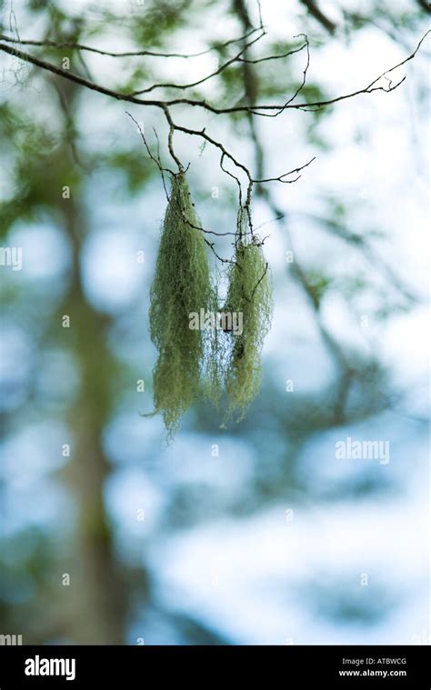 Spanish Moss Hanging From Tree Branch Close Up Stock Photo Alamy