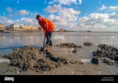 A Man Digging For Bait In The Sand On The Beach At Worthing Stock Photo