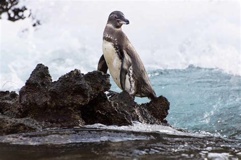 10 Incredible Galapagos Penguin Facts A Z Animals