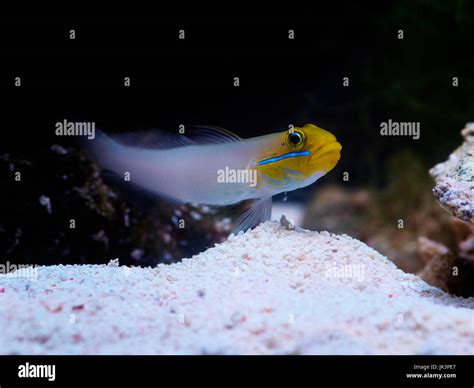 Close Up Macro Landscape Shot Of A Blue Cheek Goby Marine Fish In A
