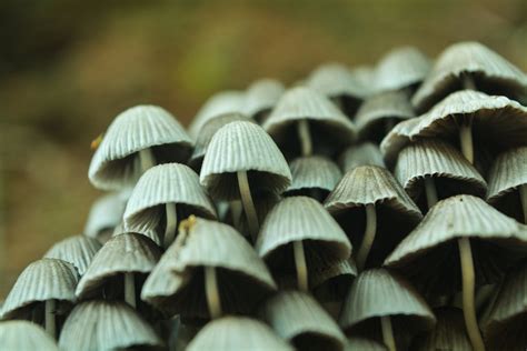 Free Stock Photo Of Dark Green Green Mushroom