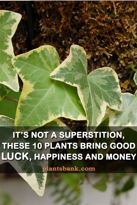 10 Plants Bring Good Luck Happiness And Money Good Luck Plants