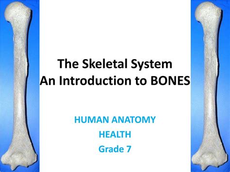 Ppt The Skeletal System An Introduction To Bones Powerpoint