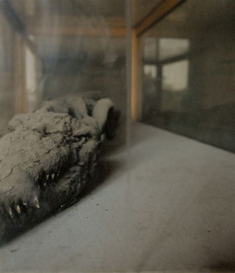 Crocodile Mummy Genes Confirm An Ancient Egyptian Hypothesis
