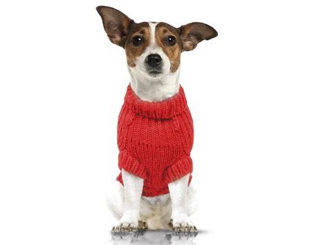 New items added each week · thousands of products 14 best gifts for dogs | The Independent | Independent