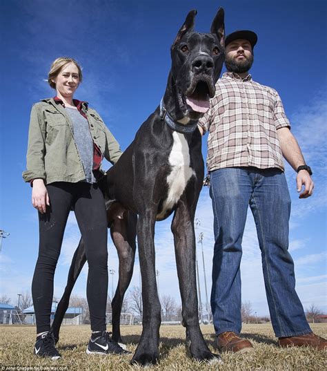 However, if you're been reading. 7ft 6in Great Dane in UK declared world's largest dog