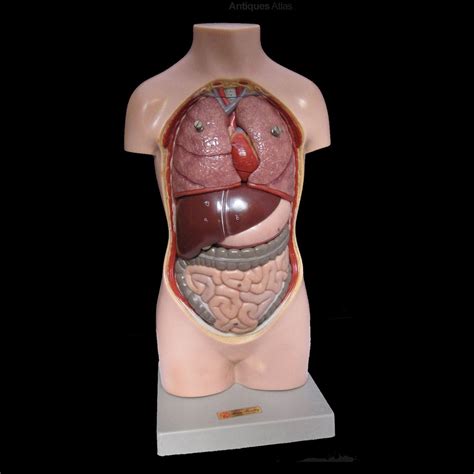 Have some fun while you learn about the human body with the 4d human anatomy series!this sculpture this sculpture features 32 pieces, detailing each major part of the human torso, so you. Antiques Atlas - Handpainted SOMSO Anatomical Male Torso