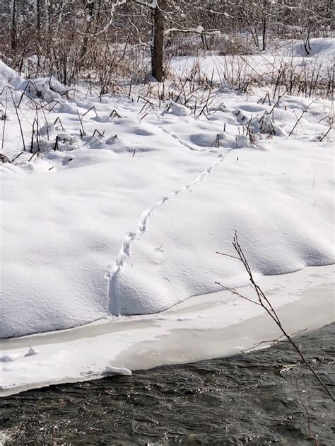 Silent Sunday River Otter Tracks Purplerays