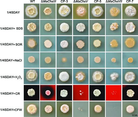 Bacterial Colony Morphology Chart