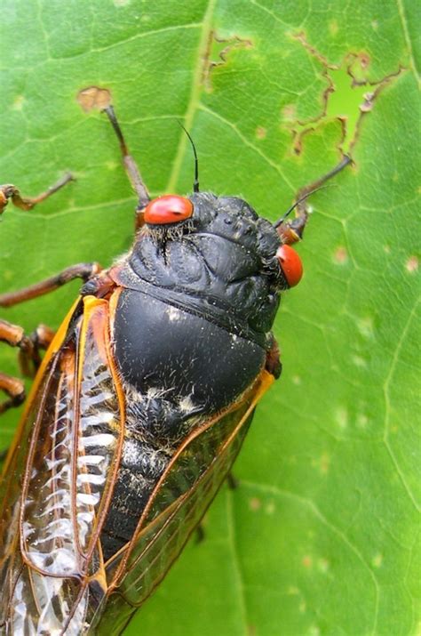 Billions Of Sex Crazed Cicada Bugs To Emerge After 17 Years Underground