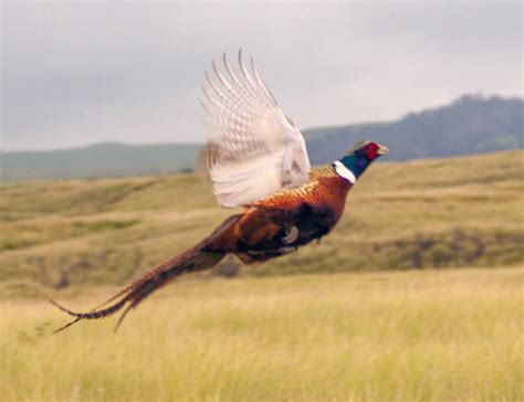 Flying Pheasant - BirdWatching