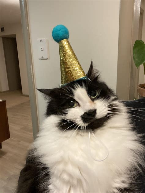 Party Hat Cat Birthday Meme Img Foxglove