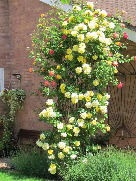 27 Ways How To Grow Climbing Roses With Images Climbing Roses Rose