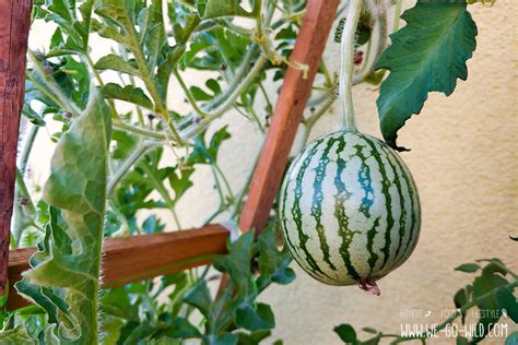 wassermelone pflanzen und ernten so gelingt s we go wild