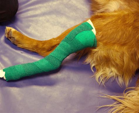 How To Put A Cast On A Dog Leg