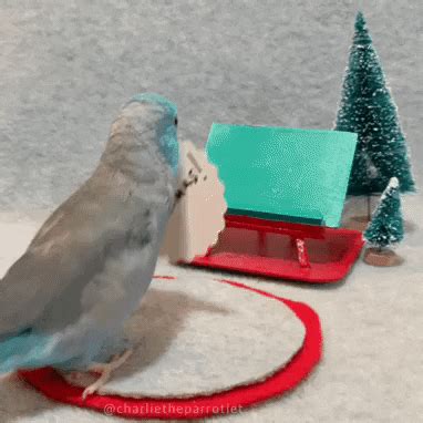 Generations of australian children have annually welcomed the appearance of 'christmas beetles', aka anoplognathus montanus, which traditionally herald the warmer months. Merry Christmas GIFs - Find & Share on GIPHY